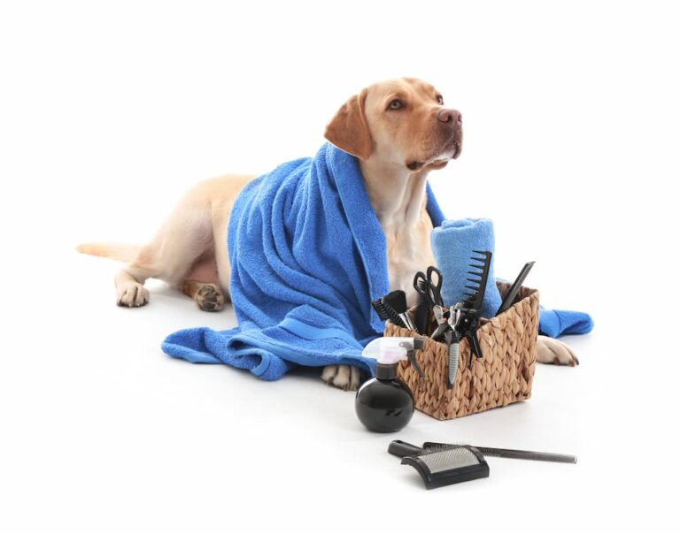 What to Expect from an Online Dog Grooming Class: Inside the Animal Behavior College Program