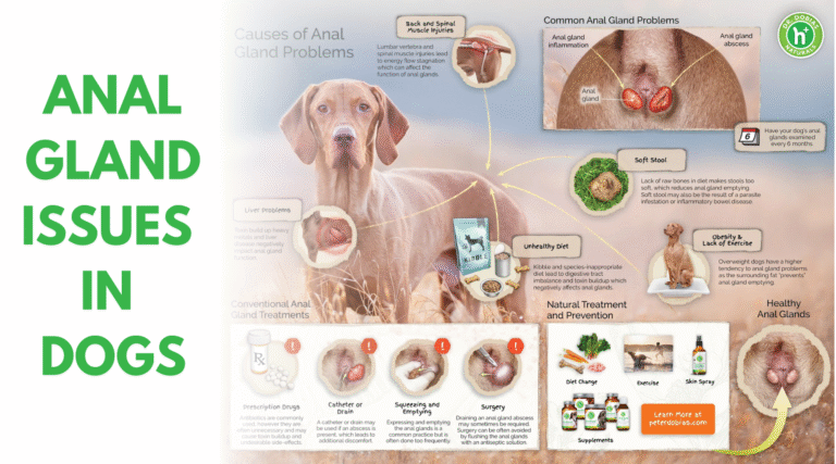 Anal Gland Abscess, Rupture, Infection and Swelling – Dr. Dobias Healing Solutions