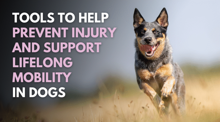Tools to Help Prevent Injury and Support Lifelong Mobility in Dogs – Dr. Dobias Healing Solutions
