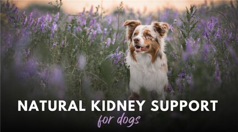 Kidney Disease in Dogs: Natural Remedies & Kidney Support