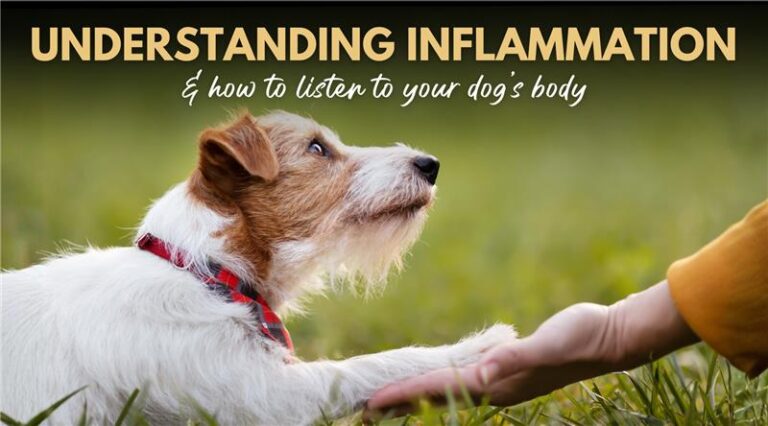 Understanding Inflammation & How to Listen to Your Dog’s Body – Dr. Dobias Healing Solutions