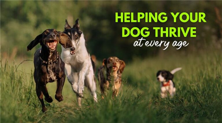 Helping Your Dog Thrive at Every Age – Dr. Dobias Healing Solutions