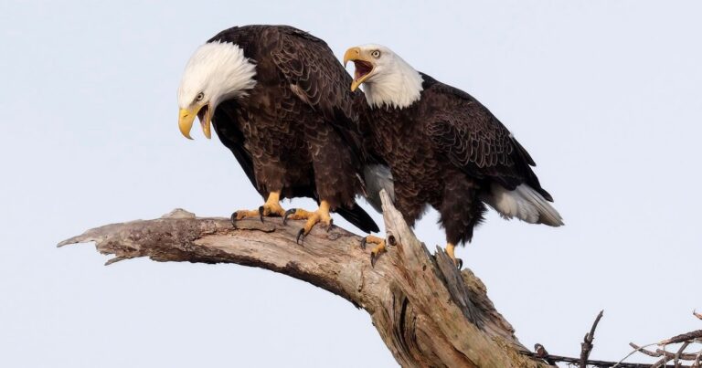 Being an EagleWatch Volunteer: Challenges and Joys