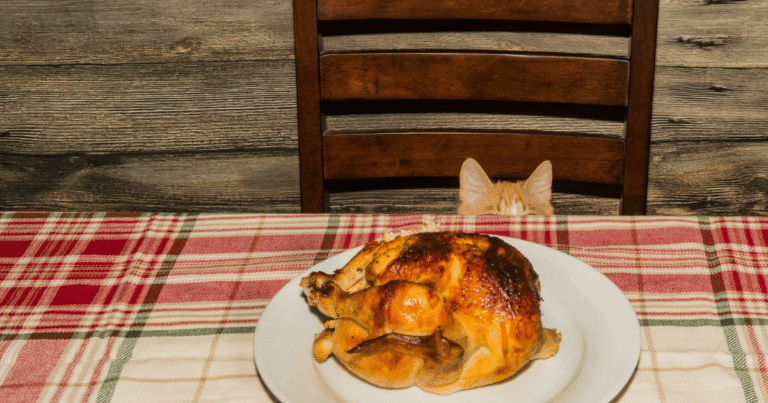 Can Cats Eat Turkey? Pet-safe Thanksgiving Recipe List