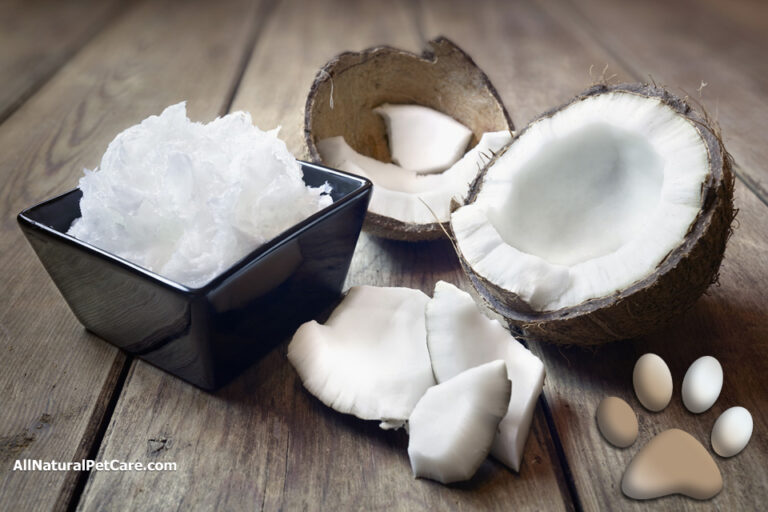 Experts Weigh in on Coconut Oil for Dogs (With Infographic) * All Natural Pet Care