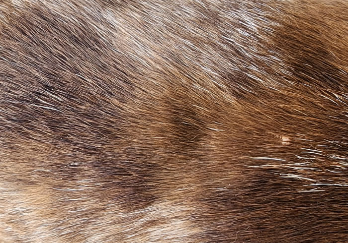 The Top 3 Dachshund Skin Problems and What to Do About Them