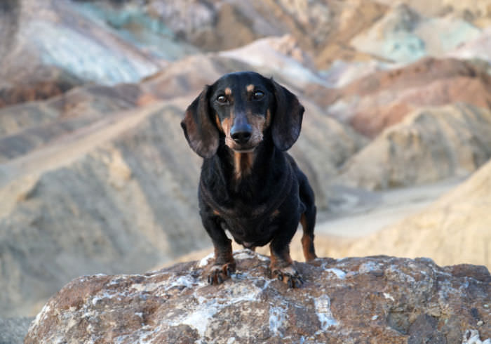 Canine Dementia: Signs, Symptoms, and How to Help Your Aging Dachshund