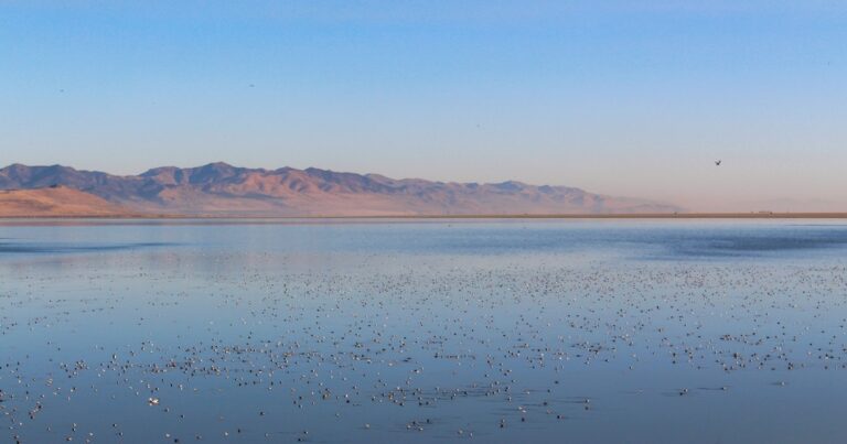 Utah’s 2025 Wildlife Plan Embraces Saline Lake Ecosystems
