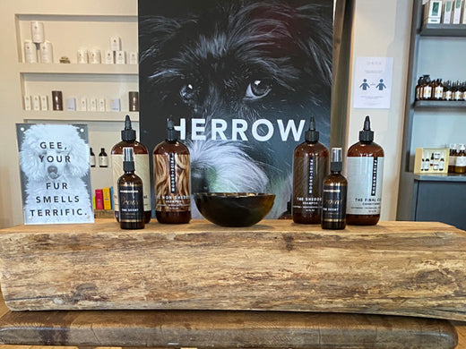 Innovation, Wellness & Growth – PRIDE+GROOM