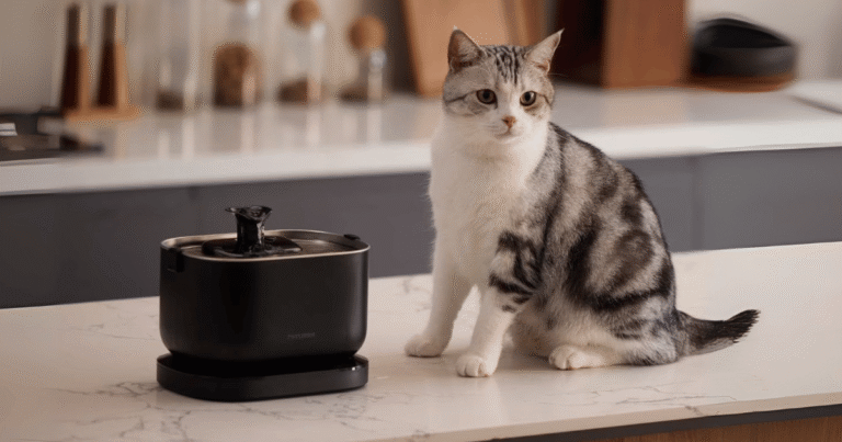The PETLIBRO Cat Water Fountain Is Almost Half Price for Prime Day