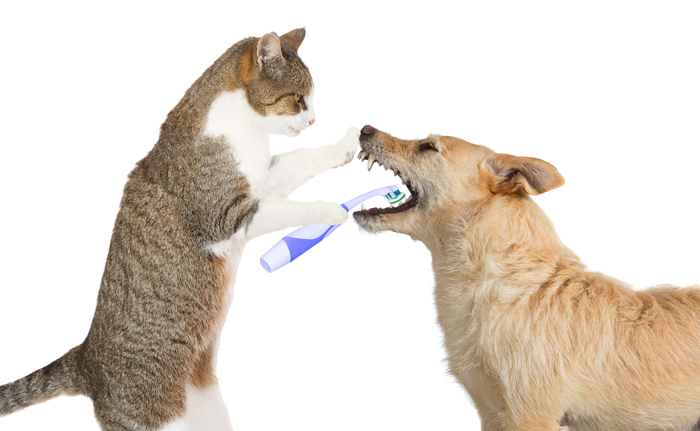 Give Me A Kiss! – The Importance of Pet Oral Hygiene
