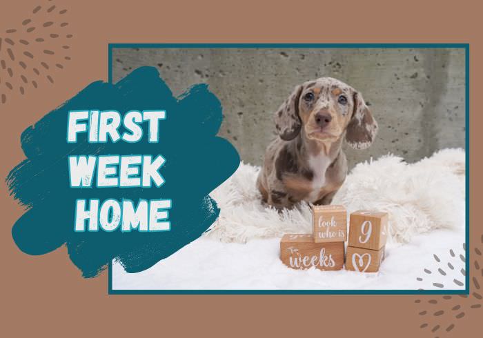First Week with My Dachshund Puppy: Lessons Learned and Tips for Success