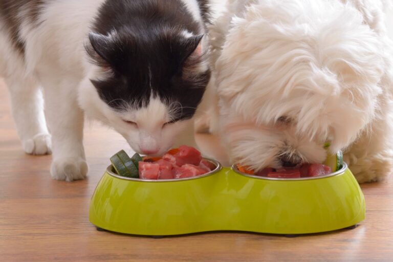 Pet Parents Feeding Raw Diets Often Ignore These Risks * All Natural Pet Care