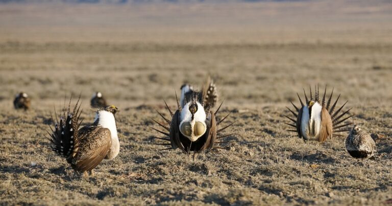 Why it’s Essential for BLM to Complete its Sage-Grouse Management Plans Without Delay