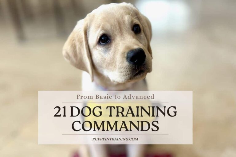 21 Dog Training Commands – Basic To Advanced For A Well-Behaved Dog