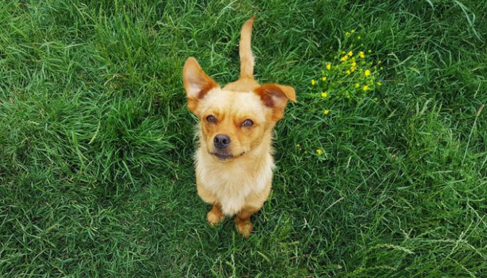 5 Popular Dog Myths Debunked