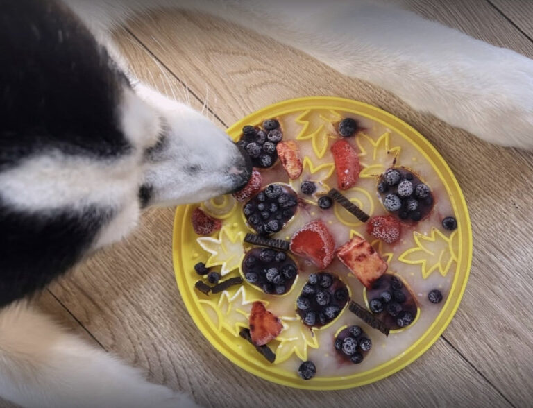 Easy Lick Mat Recipes for Dogs – P.L.A.Y.