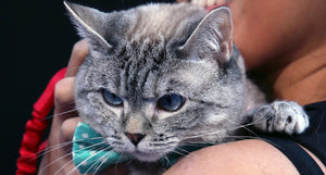 Traveling with Your Cat