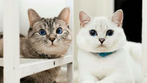 Telltale Signs of a Happy, Healthy Cat