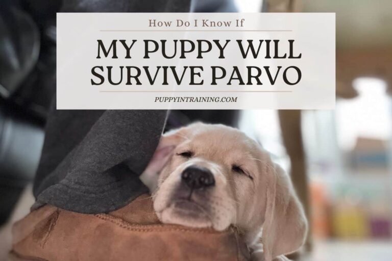 How Do I Know If My Puppy Will Survive Parvo – Beating The Odds