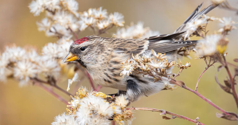 Buckle Up, Birders—This Winter Is Looking Finchy