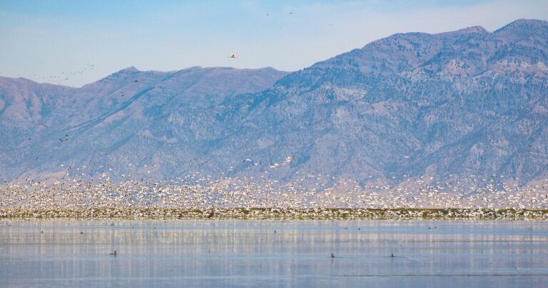 New Policy Tools and Funding Bring Much-Needed Support to Great Salt Lake