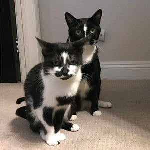 Signs of Aging and Cognitive Decline in Cats