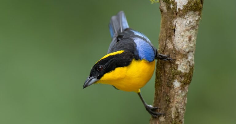 COP30 Recognized the Role of Forests and Nature in Addressing the Climate Crisis