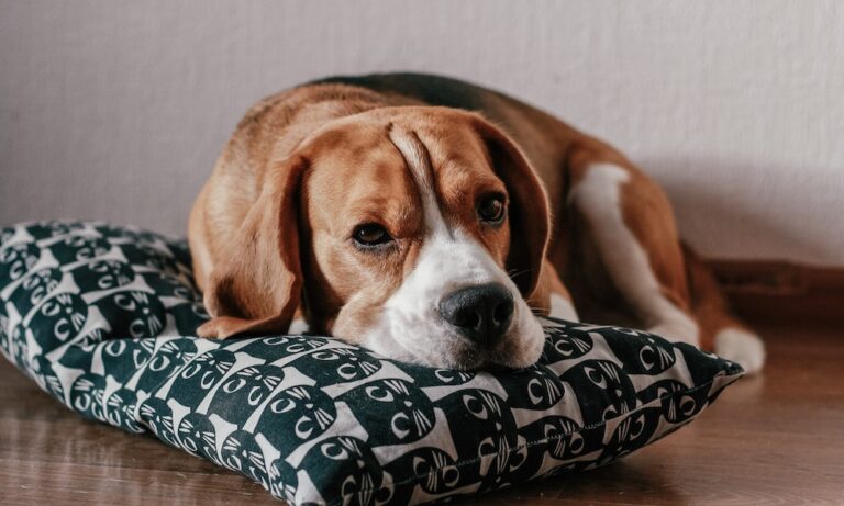 The Hidden Signs Your Dog Is Bored — And How to Fix Them Fast