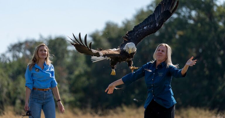 800th Bald Eagle Released from Audubon Center for Birds of Prey