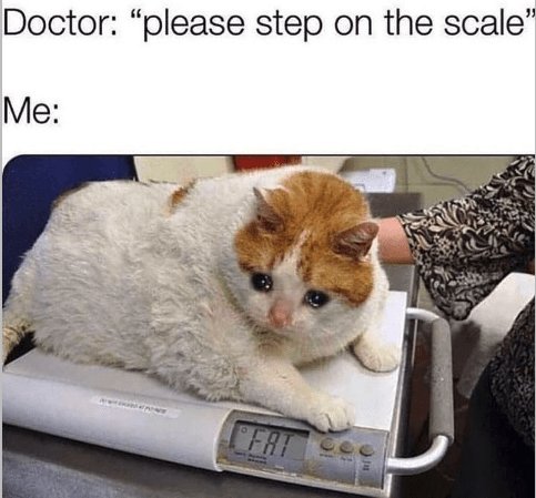 These Fat Cat Memes Prove That Chonky Is a Lifestyle
