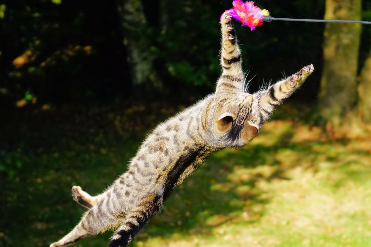 From Chaos to Cuddles: 10 Reasons Life With Your Cat Is Never Boring