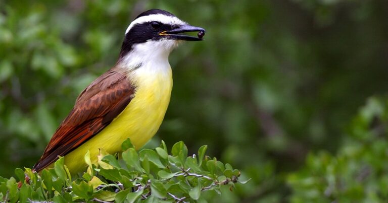 The Importance of Birding for the Eco-Tourism Economy in San Antonio