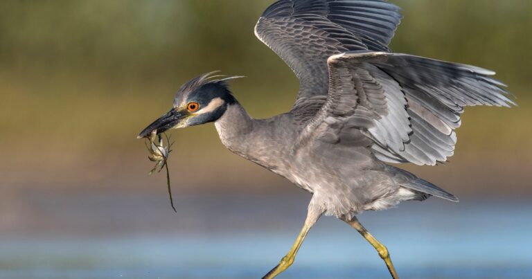 From Audubon’s Florida Coastal Islands Sanctuaries to Bermuda: A Yellow-crowned Night Heron Success Story