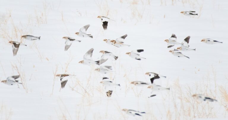 Farm Fields Hold a Wonderful Winter Secret: Visiting Arctic Songbirds