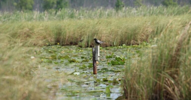 Audubon and Michigan State University Fight to Conserve a Disappearing Bird Species
