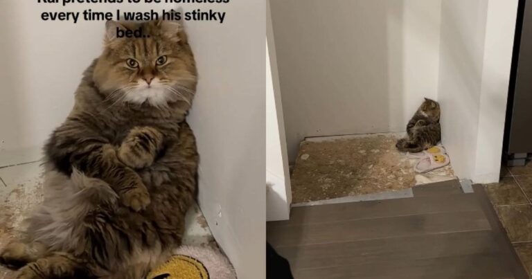 Video Shows Cat Pretending To Be Homeless After Owner Does This