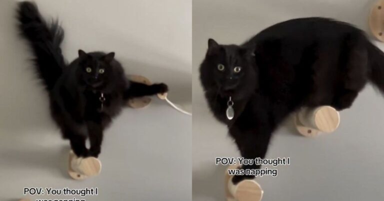 Viral Video Shows Cat Balancing on Wall, Amusing Viewers