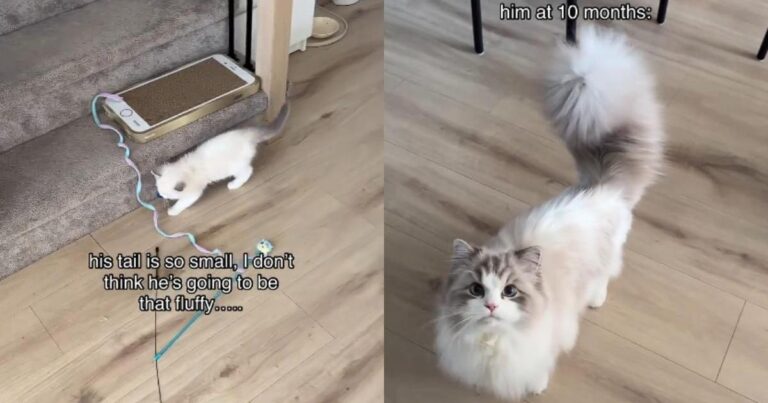 Cat’s Fluffy Tail Evolution Goes Viral on Instagram