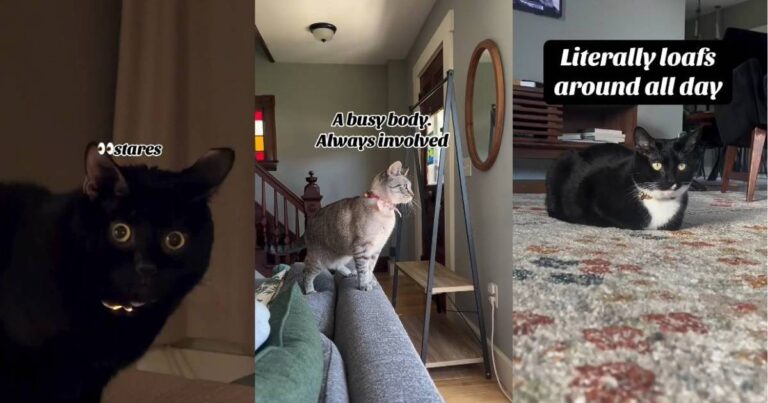 Video: Cats Make Owner’s Life Interesting With Their Unique Quirks