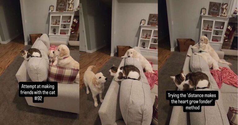 Cat Tries This ‘Method’ When Golden Retrievers Try To Be Friendly