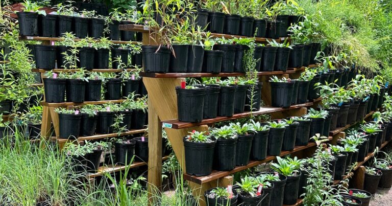 One of Connecticut’s only native plant nurseries just can’t stop growing