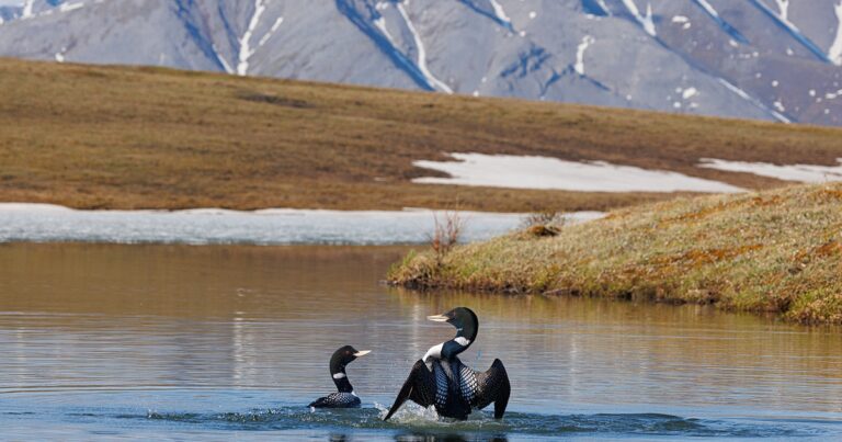 Protecting America’s Arctic Remains Essential for Habitat Conservation and Cultural Resources