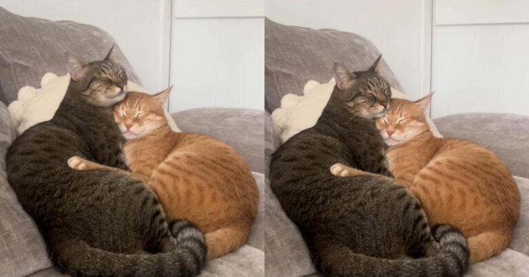 Video: Two Cats Sleeping Like This Will Make Your Day
