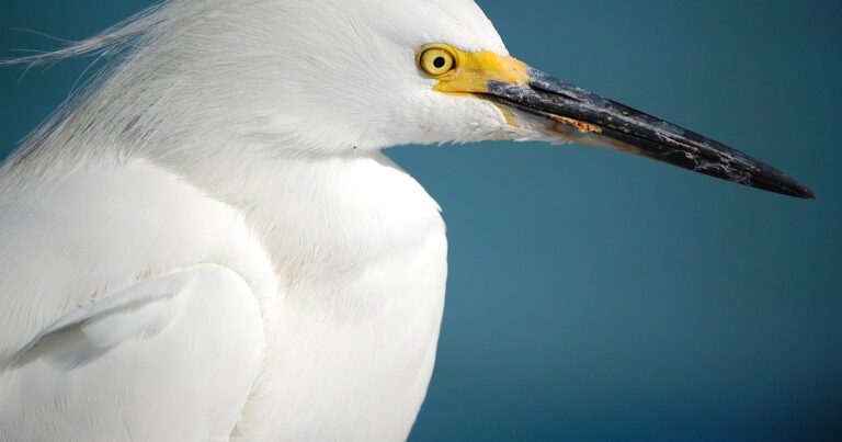 Faster Timeline for the EAA Reservoir