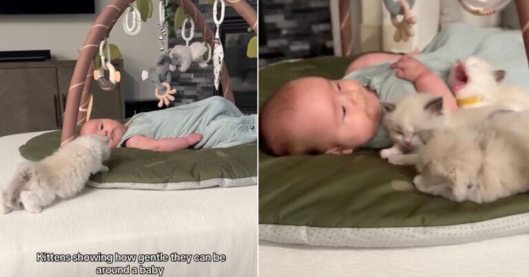 Kittens Prove Nobody’s More Gentle Around Baby in Wholesome Video