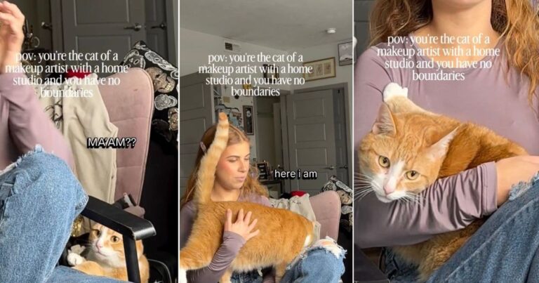 Video: Makeup Artist’s Cat Has ‘No Boundaries’ With Customer