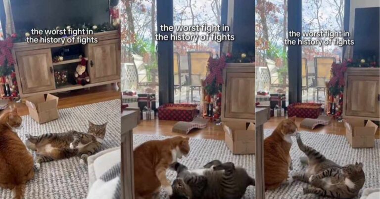 Cats Get Into ‘Worst Fight in the History of Fights’ Over Nothing