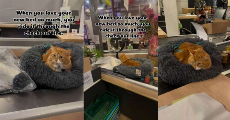 Video: Cat Loves New Bed So Much That He Decides to Use It at the Store