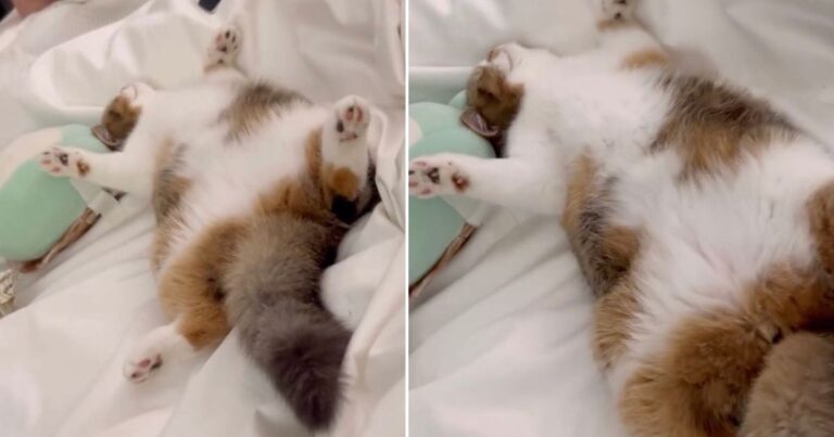 Cat Already Sleeps Like This in Owners’ Bed Two Days After Adoption